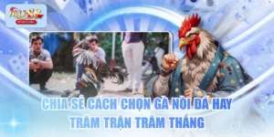 Chia Sẻ Cách Chọn Gà Nòi Đá Hay Trăm Trận Trăm Thắng