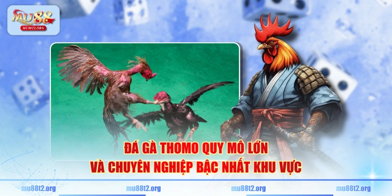 Đá gà Thomo quy mô lớn và chuyên nghiệp bậc nhất khu vực