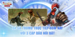 Đá Gà Thomo Trực Tiếp Hôm Nay Với 3 Cặp Đấu Nổi Bật