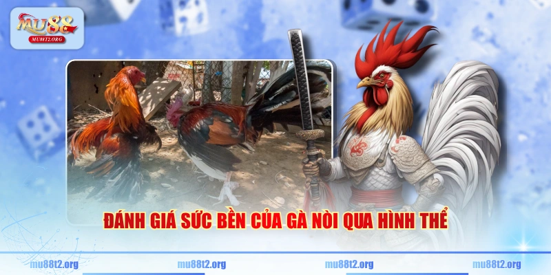 Đánh giá sức bền của gà nòi qua hình thể